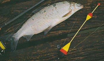 Подробное описание рыбы сиг и способов его ловли
