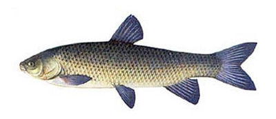 Белый амур рыба википедия