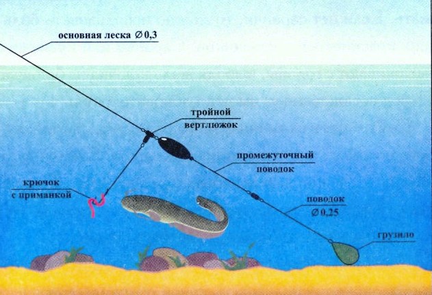 Донная снасть на осетра схема