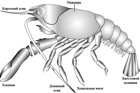 Внешнее строение речного рака рисунок с подписями