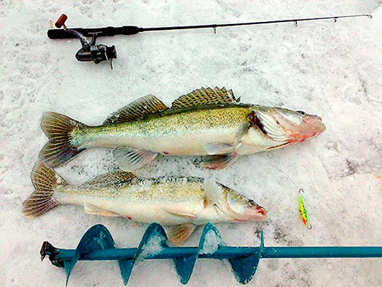 Как ловить судака и строить стратегию рыбалки по сезону