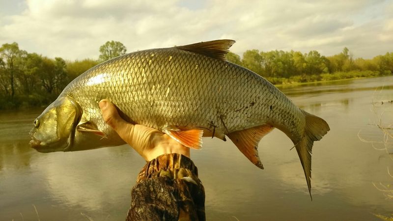 Файл:Трофейный жерех.jpg