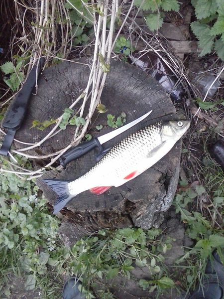 Файл:Голавль 1 кг.jpg