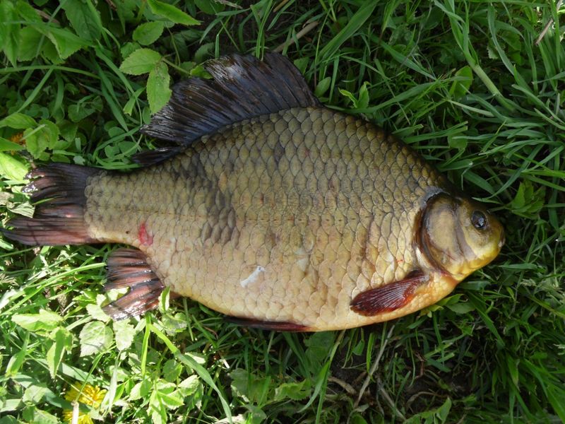 Файл:Крупный карась.jpg
