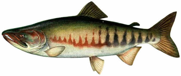 Рыба астраханского края картинки