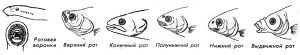 Пресноводные рыбы: где живут, чем питаются, как размножаются