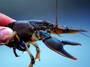 Hexagon crayfish tackle 80x80cm (Manual assembly)