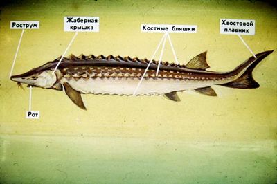 Осетровые виды рыб: описание и фото