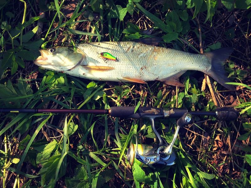 Файл:Жерех на воблер 2.jpg